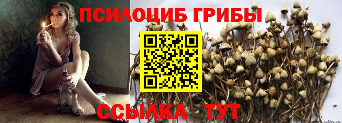 наркота  Вход с VPN  Балтийск  Галлюциногенные грибы Cubensis 